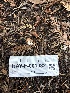  ( - HAY-F-001032)  @11 [ ] by-nc (2023) Dean Lyons Fungal Diversity Survey