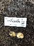  ( - HAY-F-001041)  @11 [ ] by-nc (2023) Dean Lyons Fungal Diversity Survey