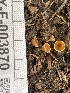  ( - HAY-F-003870)  @11 [ ] by-nc (2023) Grace Stark Fungal Diversity Survey