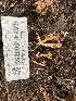 ( - HAY-F-003959)  @11 [ ] by-nc (2023) Grace Stark Fungal Diversity Survey