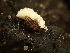  ( - HAY-F-003965)  @11 [ ] by-nc (2023) Grace Stark Fungal Diversity Survey
