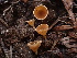  ( - HAY-F-003870)  @11 [ ] by-nc (2023) Grace Stark Fungal Diversity Survey