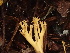  ( - HAY-F-003959)  @11 [ ] by-nc (2023) Grace Stark Fungal Diversity Survey