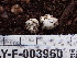  ( - HAY-F-003960)  @11 [ ] by-nc (2023) Grace Stark Fungal Diversity Survey
