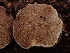  ( - HAY-F-003960)  @11 [ ] by-nc (2023) Grace Stark Fungal Diversity Survey