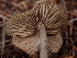  (Entoloma sp. CA27 - HAY-F-003968)  @11 [ ] by-nc (2023) Grace Stark Fungal Diversity Survey