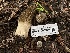  ( - HAY-F-001030)  @11 [ ] by-nc (2023) Christian Schwarz Fungal Diversity Survey