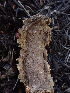  ( - HAY-F-003623)  @11 [ ] by-nc (2023) Sadie Hickey Fungal Diversity Survey