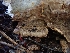  ( - HAY-F-003623)  @11 [ ] by-nc (2023) Sadie Hickey Fungal Diversity Survey
