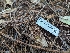  ( - HAY-F-004408)  @11 [ ] by-nc (2023) Stu Pickell Fungal Diversity Survey
