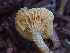  ( - HAY-F-001014)  @11 [ ] by-nc (2023) Dean Lyons Fungal Diversity Survey