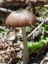  ( - HAY-F-001010)  @11 [ ] by-nc (2023) Dean Lyons Fungal Diversity Survey