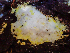  (Hypomyces sp. CA02 - HAY-F-001044)  @11 [ ] by-nc (2023) Dean Lyons Fungal Diversity Survey