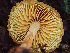  ( - HAY-F-001007)  @11 [ ] by-nc (2023) Dean Lyons Fungal Diversity Survey