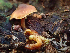  ( - HAY-F-001007)  @11 [ ] by-nc (2023) Dean Lyons Fungal Diversity Survey