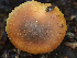  ( - HAY-F-001007)  @11 [ ] by-nc (2023) Dean Lyons Fungal Diversity Survey