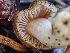 ( - HAY-F-001032)  @11 [ ] by-nc (2023) Dean Lyons Fungal Diversity Survey
