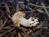  ( - HAY-F-001032)  @11 [ ] by-nc (2023) Dean Lyons Fungal Diversity Survey