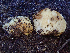  (Russula sp. CA25 - HAY-F-001041)  @11 [ ] by-nc (2023) Dean Lyons Fungal Diversity Survey