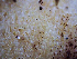  ( - HAY-F-001041)  @11 [ ] by-nc (2023) Dean Lyons Fungal Diversity Survey