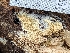  ( - HAY-F-004397)  @11 [ ] by-nc (2023) Stu Pickell Fungal Diversity Survey