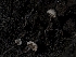  ( - HAY-F-004390)  @11 [ ] by-nc (2023) Stu Pickell Fungal Diversity Survey