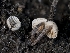  ( - HAY-F-004390)  @11 [ ] by-nc (2023) Stu Pickell Fungal Diversity Survey