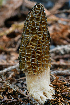  ( - HAY-F-001030)  @11 [ ] by-nc (2023) Christian Schwarz Fungal Diversity Survey