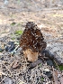 ( - HAY-F-000937)  @11 [ ] by-nc (2023) Warren Cardimona Fungal Diversity Survey