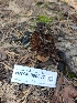  ( - HAY-F-000937)  @11 [ ] by-nc (2023) Warren Cardimona Fungal Diversity Survey