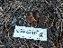  ( - HAY-F-000947)  @11 [ ] by-nc (2023) Warren Cardimona Fungal Diversity Survey
