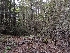  ( - HAY-F-004967)  @11 [ ] by-nc (2023) Warren Cardimona Fungal Diversity Survey