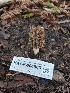  ( - HAY-F-004963)  @11 [ ] by-nc (2023) Warren Cardimona Fungal Diversity Survey