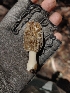  ( - HAY-F-004963)  @11 [ ] by-nc (2023) Warren Cardimona Fungal Diversity Survey
