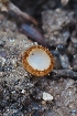  ( - HAY-F-004964)  @11 [ ] by-nc (2023) Warren Cardimona Fungal Diversity Survey