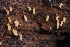  (Henningsomyces sp. CA02 - HAY-F-004967)  @11 [ ] by-nc (2023) Warren Cardimona Fungal Diversity Survey