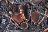  ( - HAY-F-000947)  @11 [ ] by-nc (2023) Warren Cardimona Fungal Diversity Survey