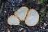  ( - HAY-F-004964)  @11 [ ] by-nc (2023) Warren Cardimona Fungal Diversity Survey