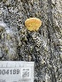  (Cryptoporus - HAY-F-004189)  @11 [ ] by-nc (2023) Jaren Hockert Fungal Diversity Survey