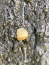  ( - HAY-F-004189)  @11 [ ] by-nc (2023) Jaren Hockert Fungal Diversity Survey