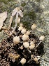  ( - HAY-F-004364)  @11 [ ] by-nc (2023) Jaren Hockert Fungal Diversity Survey