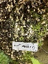  ( - HAY-F-004364)  @11 [ ] by-nc (2023) Jaren Hockert Fungal Diversity Survey