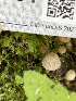  ( - HAY-F-004364)  @11 [ ] by-nc (2023) Jaren Hockert Fungal Diversity Survey