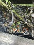  ( - HAY-F-004361)  @11 [ ] by-nc (2023) Jaren Hockert Fungal Diversity Survey
