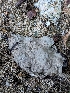  (Kretzschmaria sp. deusta-CA01 - HAY-F-004387)  @11 [ ] by-nc (2023) Stu Pickell Fungal Diversity Survey