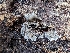  ( - HAY-F-004387)  @11 [ ] by-nc (2023) Stu Pickell Fungal Diversity Survey