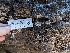  ( - HAY-F-004387)  @11 [ ] by-nc (2023) Stu Pickell Fungal Diversity Survey