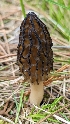  (Morchella - HAY-F-001440)  @11 [ ] c (2023) Michelle C. Torres-Grant Fungal Diversity Survey