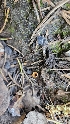  ( - HAY-F-002204)  @11 [ ] by-nc (2023) Thea Chesney Fungal Diversity Survey