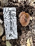  ( - HAY-F-001287)  @11 [ ] by-nc (2023) Aaron Tupac Fungal Diversity Survey